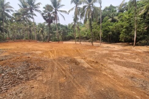Benjanpadavu