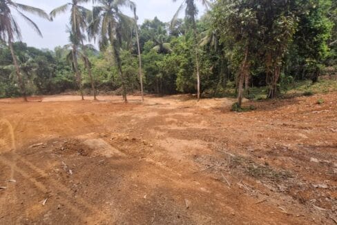 Benjanpadavu